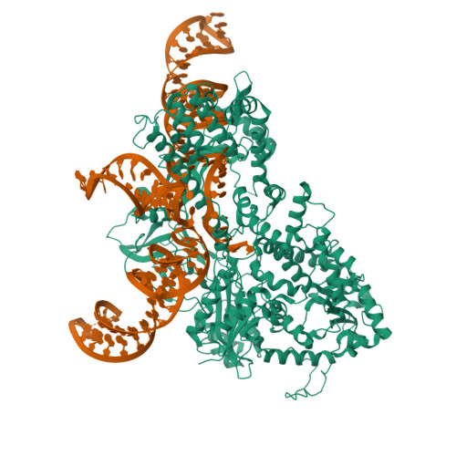 Rcsb Pdb 6jdq Crystal Structure Of Nme1cas9 In Complex With Sgrna Rcsb Pdb 6jdq Crystal Structure Of Nme1cas9 In Complex With Sgrna