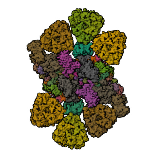 RCSB PDB - 6KAF: C2S2M2N2-type PSII-LHCII