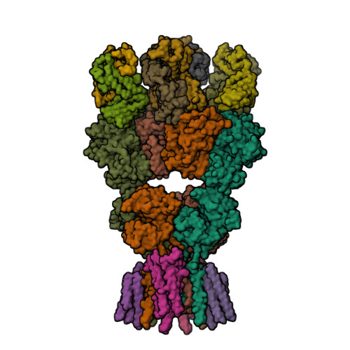 RCSB PDB - 6NJM: Architecture and subunit arrangement of native AMPA ...