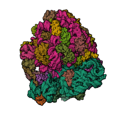 RCSB PDB - 6NUO: Modified tRNA(Pro) bound to Thermus thermophilus 
