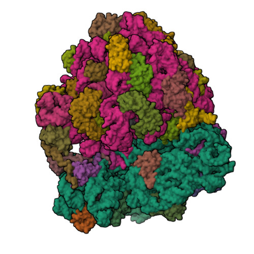 RCSB PDB - 6NUO: Modified tRNA(Pro) bound to Thermus thermophilus 