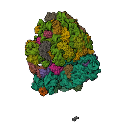 RCSB PDB - 6OXA: Dimeric E.coli YoeB bound to Thermus thermophilus