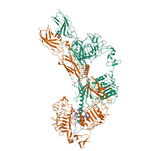 RCSB PDB - 6PYH: Cryo-EM Structure Of Full-length IGF1R-IGF1 Complex ...