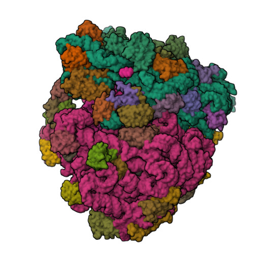 RCSB PDB - 6QNR: 70S ribosome elongation complex (EC) with