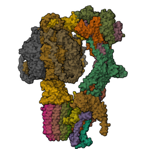 RCSB PDB - 6RDC: CryoEM structure of Polytomella F-ATP synthase ...