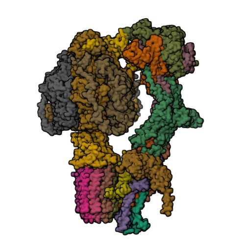 RCSB PDB - 6RE3: Cryo-EM structure of Polytomella F-ATP synthase ...