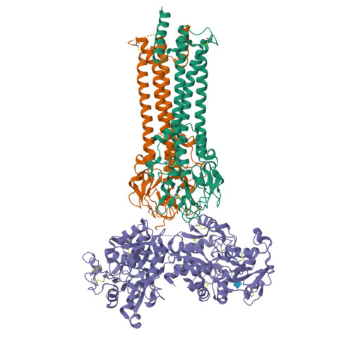 RCSB PDB - 6SOY: Trypanosoma Brucei Transferrin Receptor In Complex ...