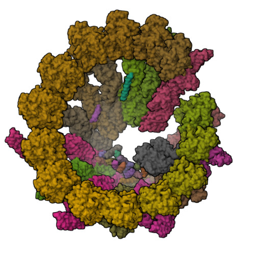 Actin, cytoplasmic 1 structure