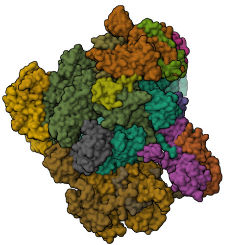 RCSB PDB - 6TUT: Cryo-EM structure of the RNA Polymerase III-Maf1 complex