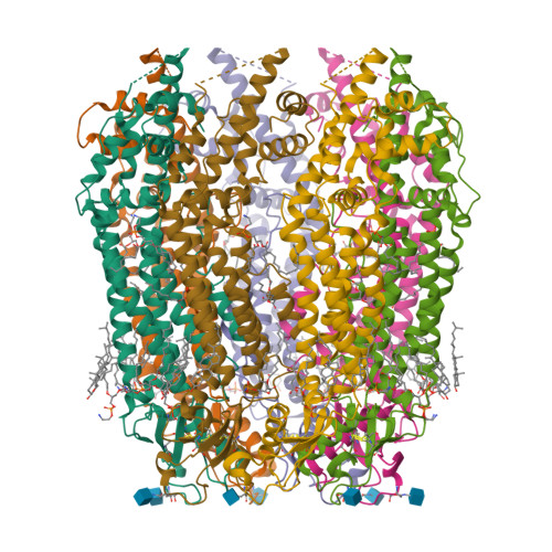 Cryo-EM structure of human heptameric pannexin 2 channel