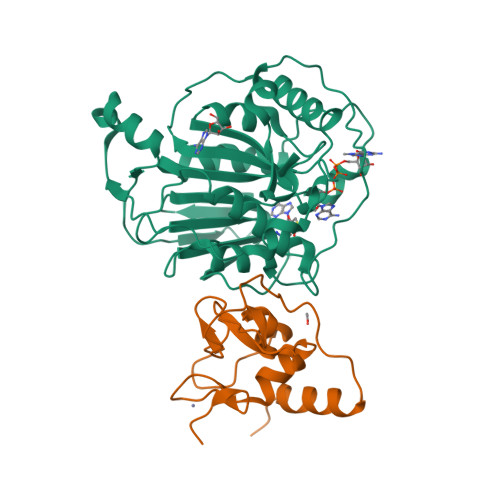 Structural basis of RNA cap modification by SARS-CoV-2