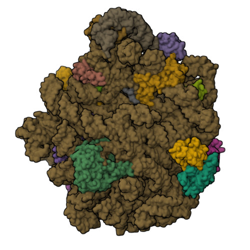 RCSB PDB - 6WQQ: Structure of the 50S subunit of the ribosome from ...