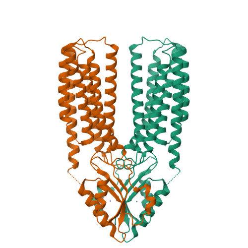 RCSB PDB - 6XPD: Cryo-EM structure of human ZnT8 double mutant
