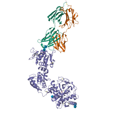 RCSB PDB - 6XR0: Crystal Structure of Human Melanotransferrin in ...