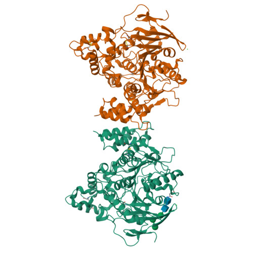 Acetylcholinesterase structure