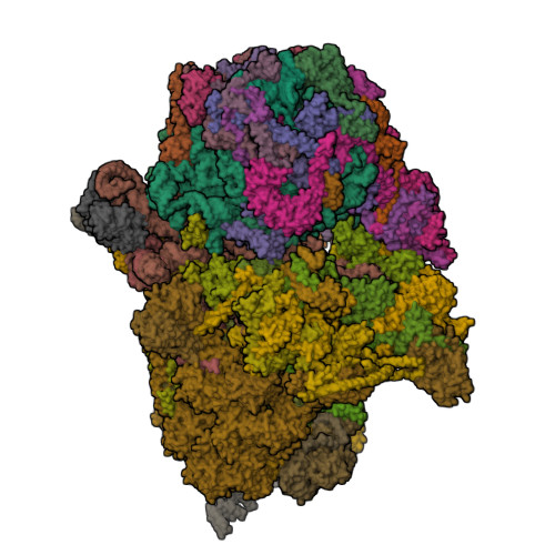 RCSB PDB - 6Z1P: Structure of the mitochondrial ribosome from