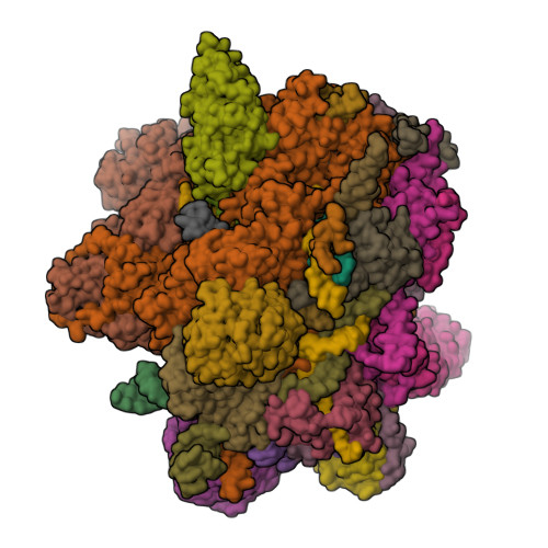 RCSB PDB - 6ZYM: Human C Complex Spliceosome - High-resolution CORE