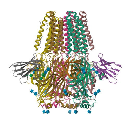 Rcsb Pdb A V Cryoem Structure Of A Human Gamma Aminobutyric Acid Receptor The Gaba A R