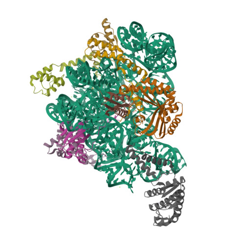 RCSB PDB - 7AF3: Bacterial 30S ribosomal subunit assembly complex state ...