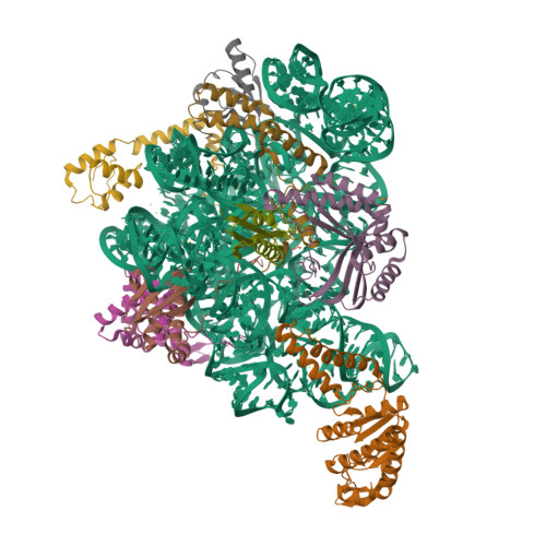 RCSB PDB - 7AF5: Bacterial 30S ribosomal subunit assembly complex state ...
