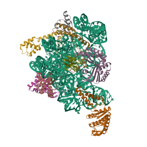 RCSB PDB - 7AFH: Bacterial 30S ribosomal subunit assembly complex state ...
