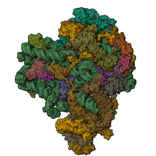 RCSB PDB - 7ASE: 43S preinitiation complex from Trypanosoma cruzi with ...