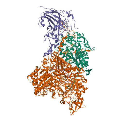 RCSB PDB - 7B04: Structure of Nitrite oxidoreductase (Nxr) from