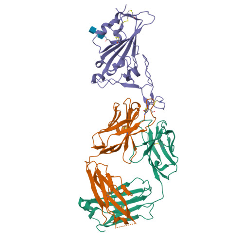 RCSB PDB - 7B0B: Fab HbnC3t1p1_C6 Bound To SARS-CoV-2 RBD