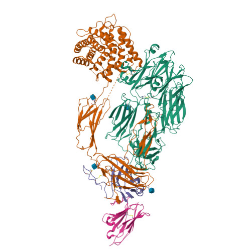 RCSB PDB - 7B2Q: Cryo-EM structure of complement C4b in complex with ...