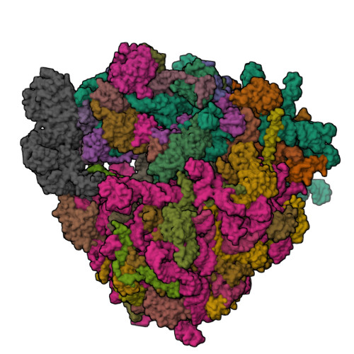 RCSB PDB - 7B7D: Yeast 80S ribosome bound to eEF3 and A/A- and P/P