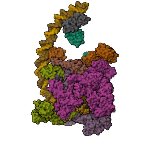 RCSB PDB - 7BEG: Structures of class I bacterial transcription complexes