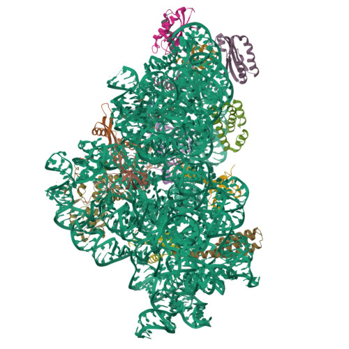 RCSB PDB - 7BOD: Bacterial 30S ribosomal subunit assembly complex state ...