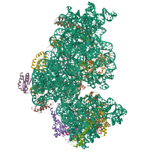 RCSB PDB - 7BOE: Bacterial 30S ribosomal subunit assembly complex state ...