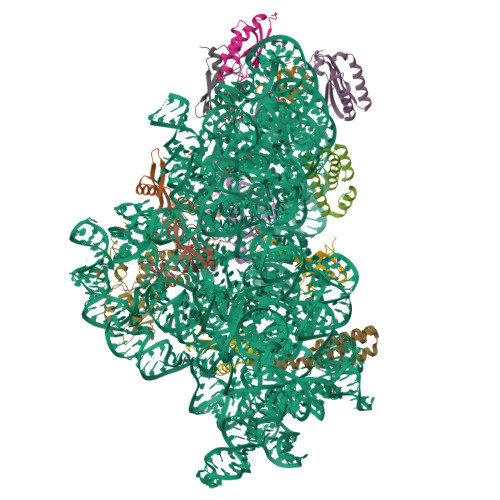 RCSB PDB - 7BOG: Bacterial 30S ribosomal subunit assembly complex state ...