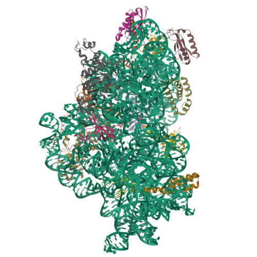 RCSB PDB - 7BOI: Bacterial 30S ribosomal subunit assembly complex state ...