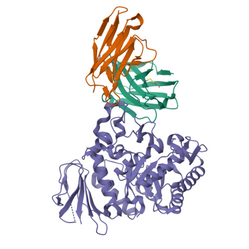 RCSB PDB - 7DF1: Crystal structure of human CD98 heavy chain