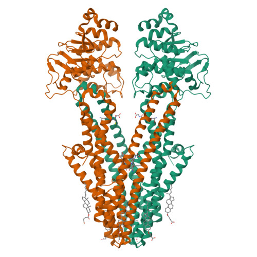 RCSB PDB - 7DNZ: Cryo-EM structure of the human ABCB6 (Hemin and GSH-bound)