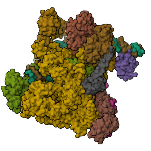 RCSB PDB - 7DY6: A refined cryo-EM structure of an Escherichia coli ...