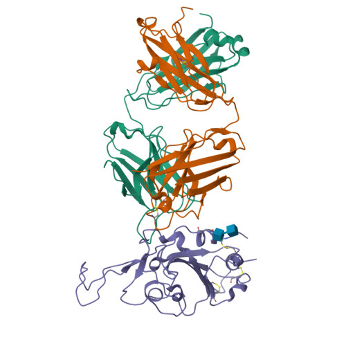 RCSB PDB - 7ENG: Cryo-EM structure of the SARS-CoV-2 S-6P in complex ...