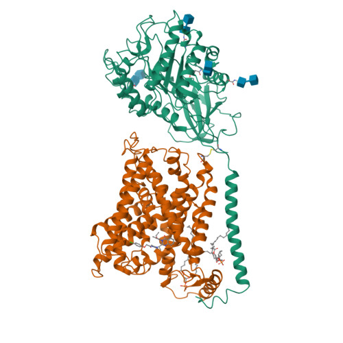 RCSB PDB - 7EPZ: Overall structure of Erastin-bound xCT-4F2hc complex