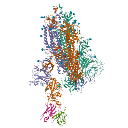 RCSB PDB - 7L58: Cryo-EM structure of the SARS-CoV-2 spike glycoprotein ...