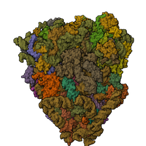Elongation factor 2 structure