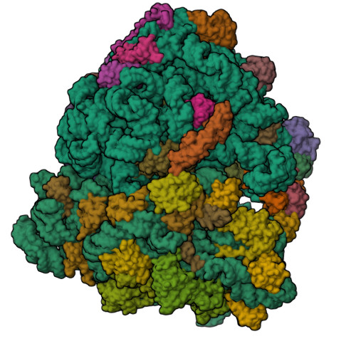 RCSB PDB - 7M5D: Cryo-EM structure of a non-rotated E.coli 70S ribosome ...