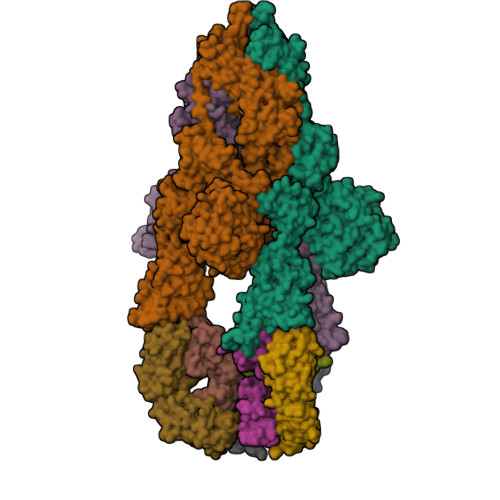 RCSB PDB - 7MJK: Cryo-EM structure of the SARS-CoV-2 N501Y mutant