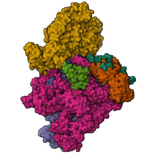 RCSB PDB - 7MKQ: Escherichia coli RNA polymerase and RapA binary complex