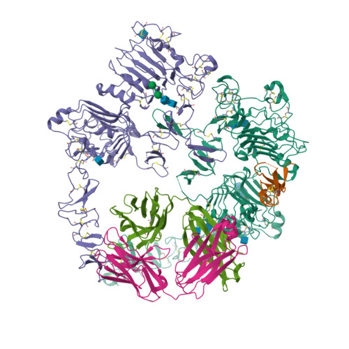 Structures of the HER2–HER3–NRG1β complex reveal a dynamic dimer