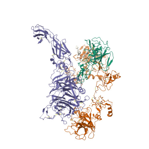 Structural basis of the activation of c-MET receptor