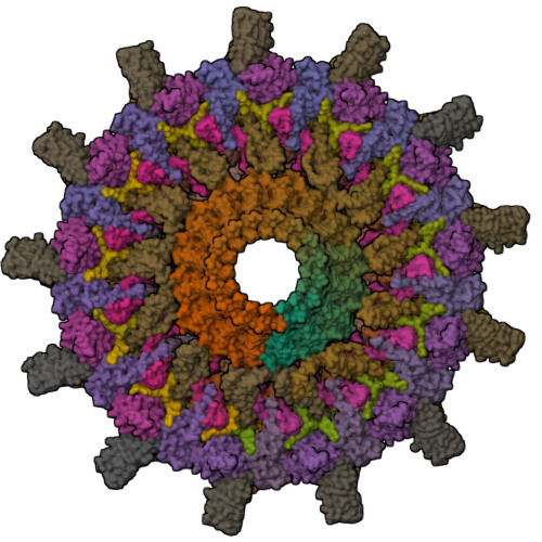 RCSB PDB - 7MUV: Reconstruction of the Legionella pneumophila Dot
