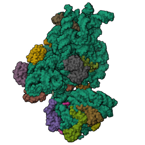 RCSB PDB - 7NAU: Bacterial 30S ribosomal subunit assembly complex state ...