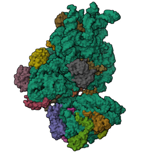 RCSB PDB - 7NAV: Bacterial 30S ribosomal subunit assembly complex state ...